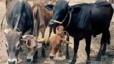 মানকাচৰ: সুখচৰ আৰক্ষীৰ অভিযানত জব্দ চোৰাং পশুধন‌,পলায়ন চোৰাং সৰবৰাহকাৰী