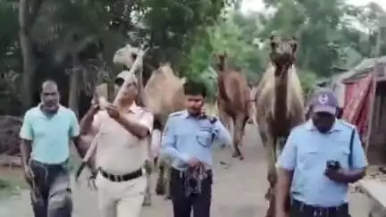 সুতাহাটা: সুতাহাটা  থানার অন্তর্গত হোড়খালি গ্রাম পঞ্চায়েত এলাকা  থেকে সাতটি উট আটক করল সুতাহাটা থানার পুলিশ