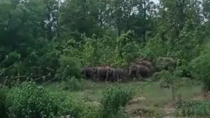 कांसाबेल: कांसाबेल वन परिक्षेत्र में हाथियों की मौजूदगी से लोगों में दहशत का माहौल