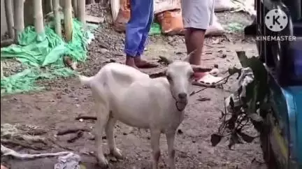 দেৰগাঁও: নাৰিকলগুৰিত তীব্ৰবেগী এখন অ'টোত ই-ৰিক্সাই খুন্দা মৰাক লৈ উত্তপ্ত পৰিস্থিতি, আৰক্ষী উপস্থিত হৈ নিয়ন্ত্ৰণ কৰে পৰিস্থিতি