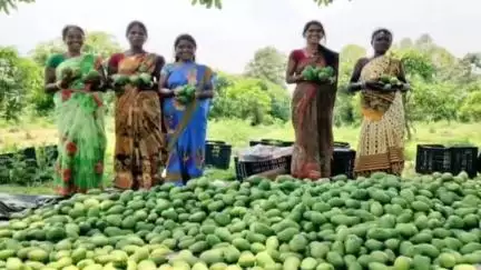 कसमार: कटहल टोला के आदिवासी गांव में महिलाओं की मेहनत लाई रंग, बोकारो उपायुक्त ने किया सम्मानित