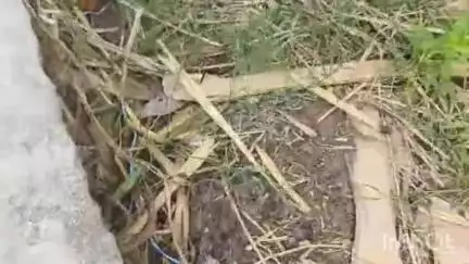 বাসন্তী: বাসন্তীতে হেলমেট পড়তেই মাথায় বিষধর সাপের কামড়ে অসুস্থ যুবক , প্রতিক্রিয়া দিলেন চিকিৎসক ডাঃসমরেন্দ্র নাথ রায়