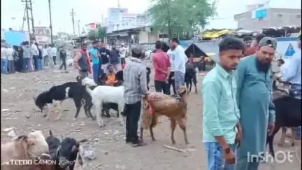 विदिशा नगर: मुस्लिम समाज का प्रमुख त्योहार बकरा ईद 7 जून को, विदिशा के पशु बाजार में बकरे बिकने पहुंचे
