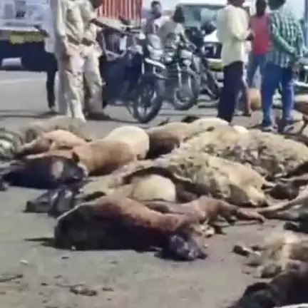 छतरपुर नगर: खरगोन-इंदौर रोड पर भेड़-बकरों से भरा ट्रक पलटा, 60 की मौत, 17 चोरी, 47 घायल; ईद के लिए हैदराबाद जा रहे थे मवेशी