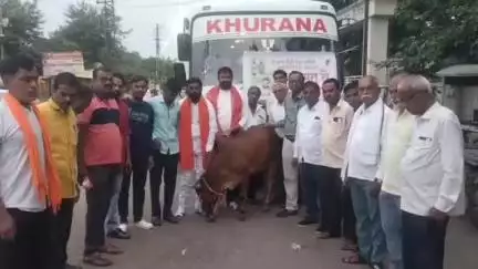 बसमत: वसमत त पंढरपुर सिताराम दादा मॅनेवार मित्र मंडळाच्या वतीने 70 भाविकांसह चंद्रा नावाच्या गाईला घेऊन पंढरपूरला रवाना