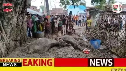 छिबरामऊ : हाई टेंशन लाइन के चपेट में आने से दो मवेशी की हुई मौत लड़ैता