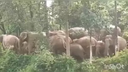 कटघोरा: कटघोरा वन मंडल में 46 हाथियों की मौजूदगी, वन विभाग हुआ अलर्ट
