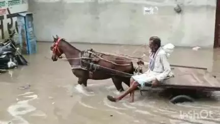 चूरू: तेज बारिश से निचले इलाको मे भरा पानी, चूरू के वार्ड 55,56 सहित इलाको मे भरा पानी। #jansamasya