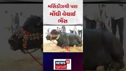 Kutch News : મર્સિડીઝથી પણ મોંઘી વેચાઈ ભેંસ | Gujarati Samachar | News18 #shorts