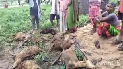 मनोहरपुर: बडपोस गांव में वज्रपात से नौ भेड़ों की मौत