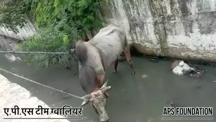 ए.पी.एस. टीम ग्वालियर हमेशा आप के साथ खड़ी है 
24 घण्टे only one call team coming 🙏🏻

Respect Girls help poor help animals 

#apsgurjar