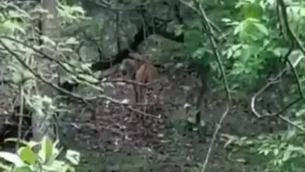शाहबाद: शाहबाद के जंगलों में राहगीर को दिखा पैंथर, ग्रामीणों में दहशत का माहौल