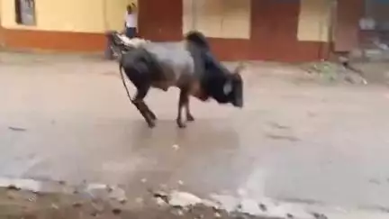 रानीवाड़ा: करड़ा के मेन बाजार में टूटा बिजली का तार, हादसा टला, चपेट में आए बैल को बचाया गया