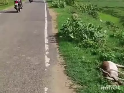 डुमरांव: लाखनडिहरा गांव में मृत मिला काला हिरण, जहरीला पदार्थ खाने से मौत की आशंका