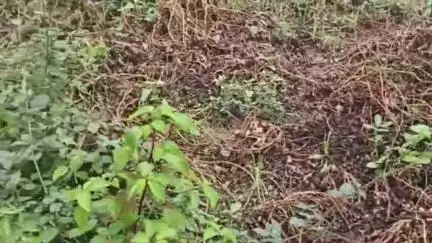 रेवदर: रेवदर के मंडार क्षेत्र में बारिश के बीच किसानों को हुआ भारी नुकसान, फसल खराब होने से किसानों में मायूसी