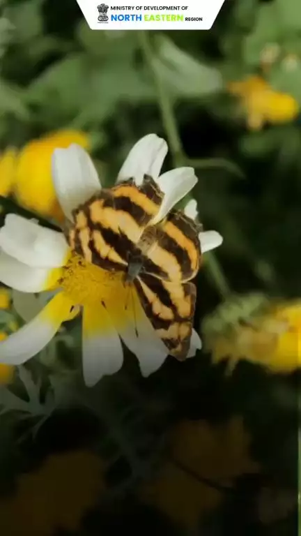 In the heart of Sikkim, every flutter tells a story, with over 700 butterfly species, it’s a paradise for researchers.