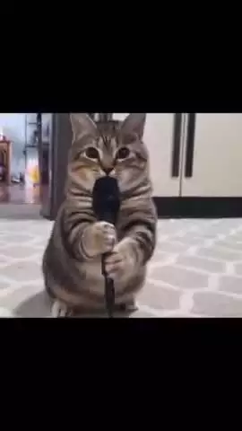 Rapper oiia cat#funnymemes #funnyreels #aivideo #aigenerated #aicatch #aiart #explore #oiiaioiiiai