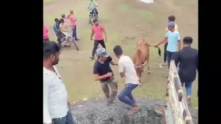 વાંકાનેર: વાંકાનેરના કણકોટ ગામ ખાતે બે આખલાઓ પર એસિડ અટેકથી બંને ગૌવંશ ઇજાગ્રસ્ત, ગૌ પ્રેમીઓમાં ભારે રોષ...