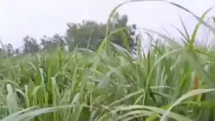 पूरनपुर: गांव चिरागा में दो दिन पहले बकरी पर हमला करने वाला बाघ देर रात बकरी को उठा ले गया