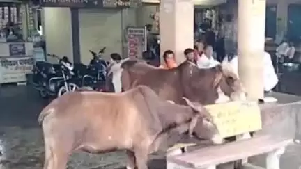 हरदा: नगर पालिका आवारा मवेशियों को कांजीहाउस में करेगी बंद, बस स्टैंड पर यात्रियों को हो रही परेशानी