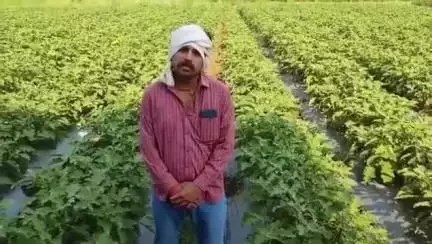 बनखेड़ी: प्रधानमंत्री सिंचाई योजना से आमगांव के किसान ने ड्रिप इरीगेशन से सब्जी की खेती में पाई सफलता