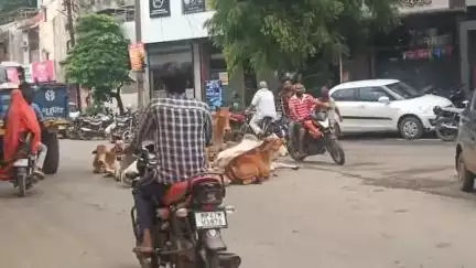 हरदा: कलेक्टर ने पशुपालकों से की अपील, गौवंश व अन्य पशुओं को सड़कों पर बेसहारा न छोड़ें