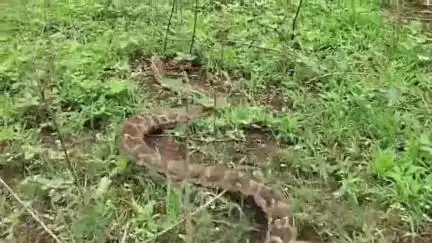 बड़वानी: शहर के झामरिया गार्डन के समीप खेत से वन विभाग की टीम ने 8 फीट लंबे अजगर का किया रेस्क्यू