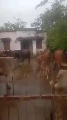 କେସିଙ୍ଗା: କଶ୍ରୁପଡା ରାଜସ୍ୱ ନିରୀକ୍ଷକଙ୍କ କାର୍ଯ୍ୟାଳୟରେ ଗୋଚର ଜମିକୁ ନେଇ ସୁକୁନାଭଟା ଗ୍ରାମବାସୀ ଗାଈ ଗୋରୁ ରଖି ଦେଇ ଦେଲେ ଧାରଣା l