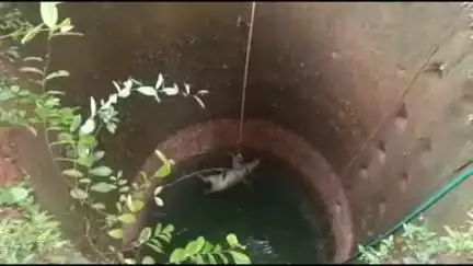 കാസര്‍ഗോഡ്: കോളിയടുക്കത്ത് 3 ദിവസം പഴക്കമുള്ള കാട്ടുപന്നിയുടെ ജഡം കിണറിൽ നിന്ന് അഗ്നിരക്ഷാ സേന പുറത്തെടുത്തു