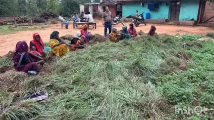 मरवाही: जीपीएम में स्व सहायता समूहों की महिलाएं 20 एकड़ भूमि पर लेमन ग्रास की खेती कर रही हैं