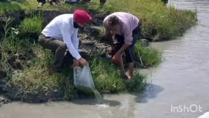 चम्बा: मछुआरों की आर्थिकी सुदृढ़ करने के लिए चमेरा जलाशय में डाले गए 1,60,000 बीज
