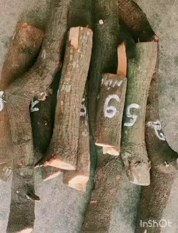 ಮುಳಬಾಗಿಲು: 48 ಗಂಟೆಯಲ್ಲಿ  ಶ್ರೀಗಂಧ ಮರಗಳನ್ನು ಕದಿಯುತ್ತಿದ್ದ ಆರೋಪಿಯ ಬಂಧಸಿ 22 ಕೆ.ಜಿ ತೂಕದ ಶ್ರೀಗಂಧದ ಮರದ ತುಂಡುಗಳು ವಶಕ್ಕೆ ಪಡೆದ ನಂಗಲಿ‌ ಪೊಲೀಸರು