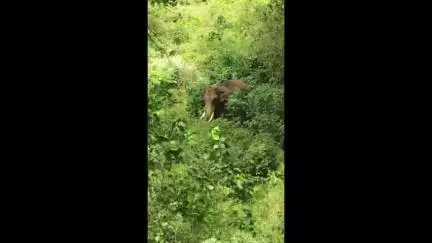 ദേവികുളം: പടയപ്പയുടെ പടയോട്ടം, മറയൂരിലും ഭീതി പരത്തി കാട്ടുകൊമ്പൻ, ജനങ്ങൾ ആശങ്കയിൽ #localissue