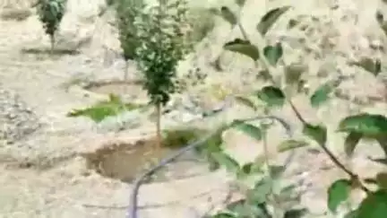 हंगरंग: किन्नौर के ऊपरी क्षेत्रों में बारिश न होने से सूखा पड़ा, लोग पाइपलाइनों के माध्यम से कर रहे सिंचाई