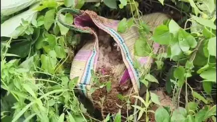কৃষ্ণনগর ১: কালীগঞ্জের মোলান্দিতে ফের উদ্ধার তাজা সকেট বোমা, কৃষ্ণনগর থেকে প্রতিক্রিয়া তৃণমূলের