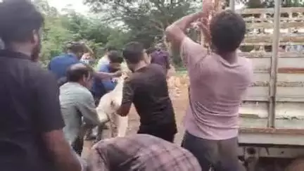 మహబూబాబాద్: పట్టణంలోని ఈద్గా బజార్ లో అక్రమంగా బంధించిన ఆవులను పట్టుకున్న విశ్వహింద పరిషత్ నాయకులు..