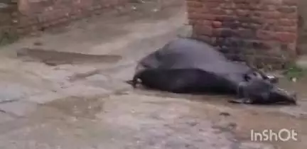 धामपुर: नहटौर के बल्लाशेरपुर में लोहे के विद्युत खंभे में उतरे करंट से भैंस की हुई मौत, एक व्यक्ति को भी लगा करंट