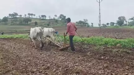 છોટાઉદેપુર: જિલ્લામાં વરસાદ વિરામ લેતા ખેડૂતો ખેતરમાં વાવણી કરવા માટે જોતરાયા, ખેડૂતોએ આપી પ્રતિક્રિયા.