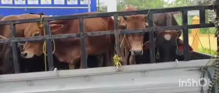 গুৱাহাটী: জালুকবাৰী শৰাইঘাট দলঙৰ সমীপত আৰক্ষীয়ে জব্দ কৰে ১৪টা চোৰাং গৰুভৰ্তি দুখন ডি আই বাহন, ৩ জনক আটক