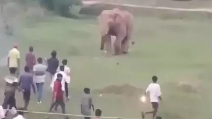 कैरो: कैरो प्रखंड मुख्यालय में जंगली हाथी का आतंक, फसल और गोदाम को भारी नुकसान, ग्रामीणों ने खदेड़ा, वीडियो वायरल