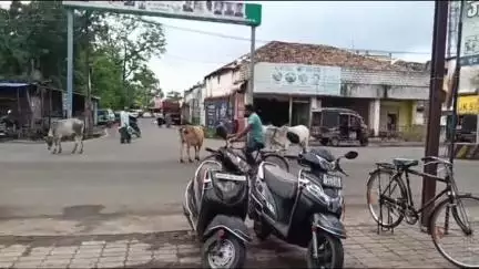 नैनपुर: जिले के नैनपुर में मुख्य मार्ग पर आवारा पशुओं का जमावड़ा, लोग परेशान