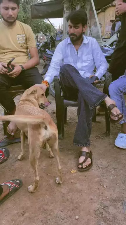 ये वफादारी का सबूत है 🦮

Respect Girls help poor help animals 

#apsgurjar #help #viral #support #gwalior #cow