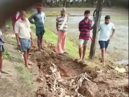 കുട്ടനാട്: കണ്ടങ്കരി ഉന്തംവേലി പാടത്ത് മടവീഴ്ച, കർഷകർ ജെ.സി.ബി ഉപയോഗിച്ച് മട അടച്ചു