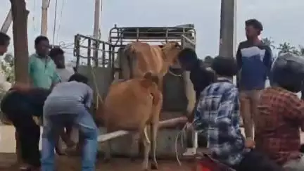 శ్రీకాకుళం: టెక్కలి రోడ్లపై సంచరిస్తున్న పశువులు గోసంరక్షణశాలకు తరలించిన అధికారులు