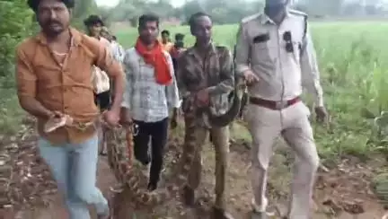 तेंदूखेड़ा: किसान के खेत में मिला 13 फीट लंबा अजगर, वन विभाग ने किया रेस्क्यू