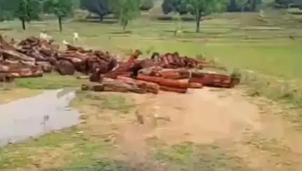 सिंगरौली: सिंगरौली जिले के जीर गांव में खैर की लकड़ी की अवैध कटाई जोरों पर, वीडियो वायरल