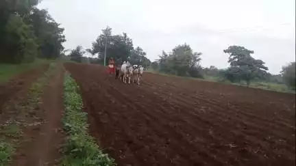 सेनगाव: तालुक्यात अनेक शेतकऱ्यांवर दुबार,तिबार पेरणीचे ओढावले संकट, शेतकरी संकटात