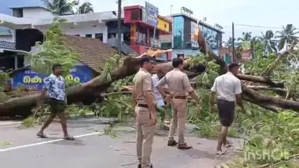 മണ്ണാർക്കാട്: കല്ലടിക്കോട് ദേശീയപാതയിൽ കൂറ്റൻ വാകമരം വീണു, ഏറെനേരം ഗതാഗതക്കുരുക്ക്