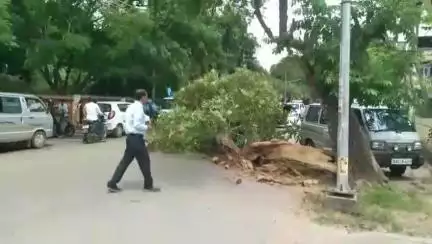 ದಾವಣಗೆರೆ: ನಗರದಲ್ಲಿ ಇದ್ದಕ್ಕಿದ್ದಂತೆ ರಸ್ತೆಗೆ ಬಿದ್ದ ಮರ, ತಪ್ಪಿದ ಅನಾಹುತ