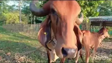 ধেমাজি: গীৰ গাই ক্ৰয় কৰা সন্দৰ্ভত জোনাইত 
 জোনাইৰ বিধায়ক ভুৱন পেগুৰ প্ৰতিক্ৰিয়া প্ৰকাশ